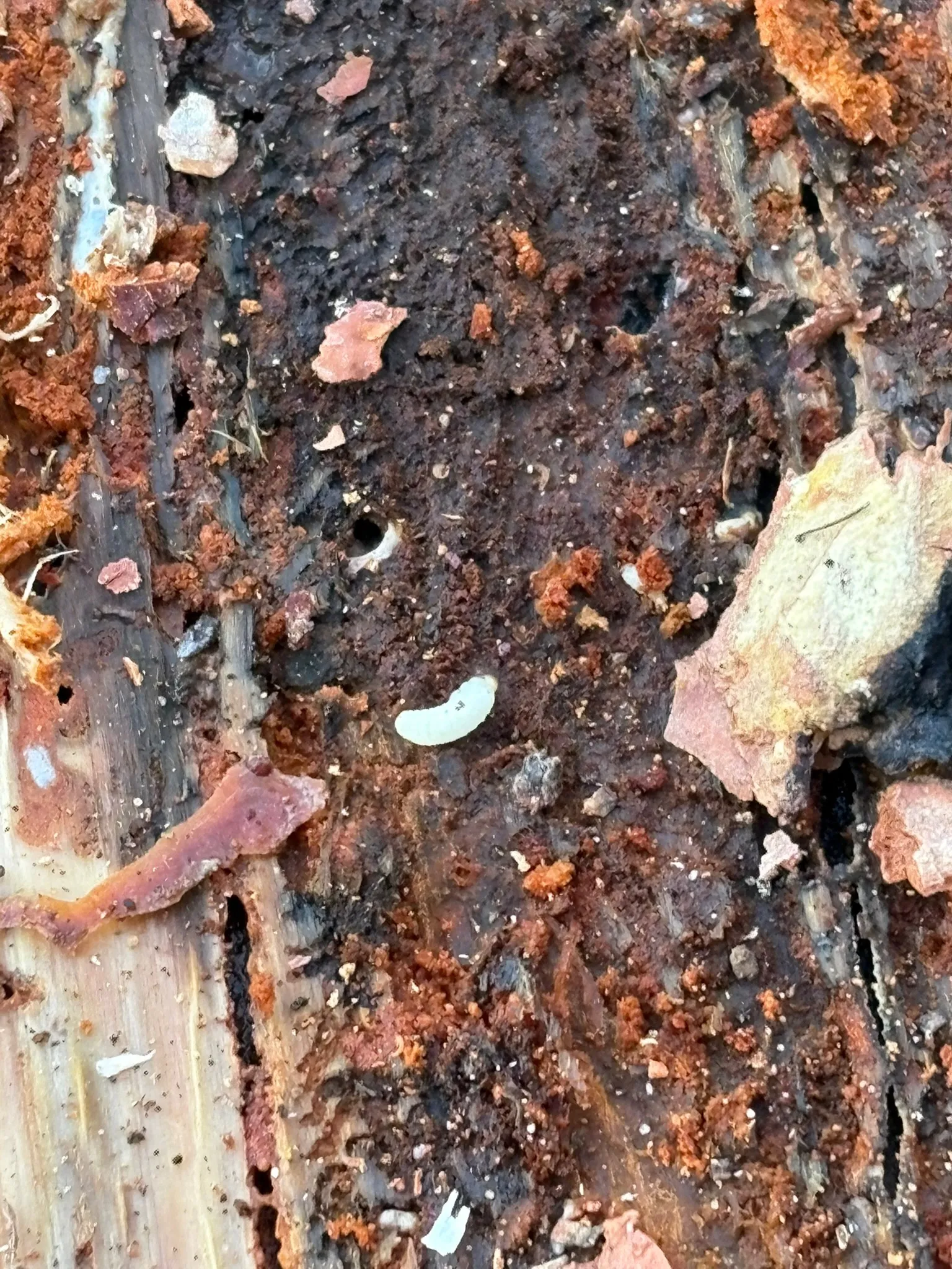 Parasite Inspection 2