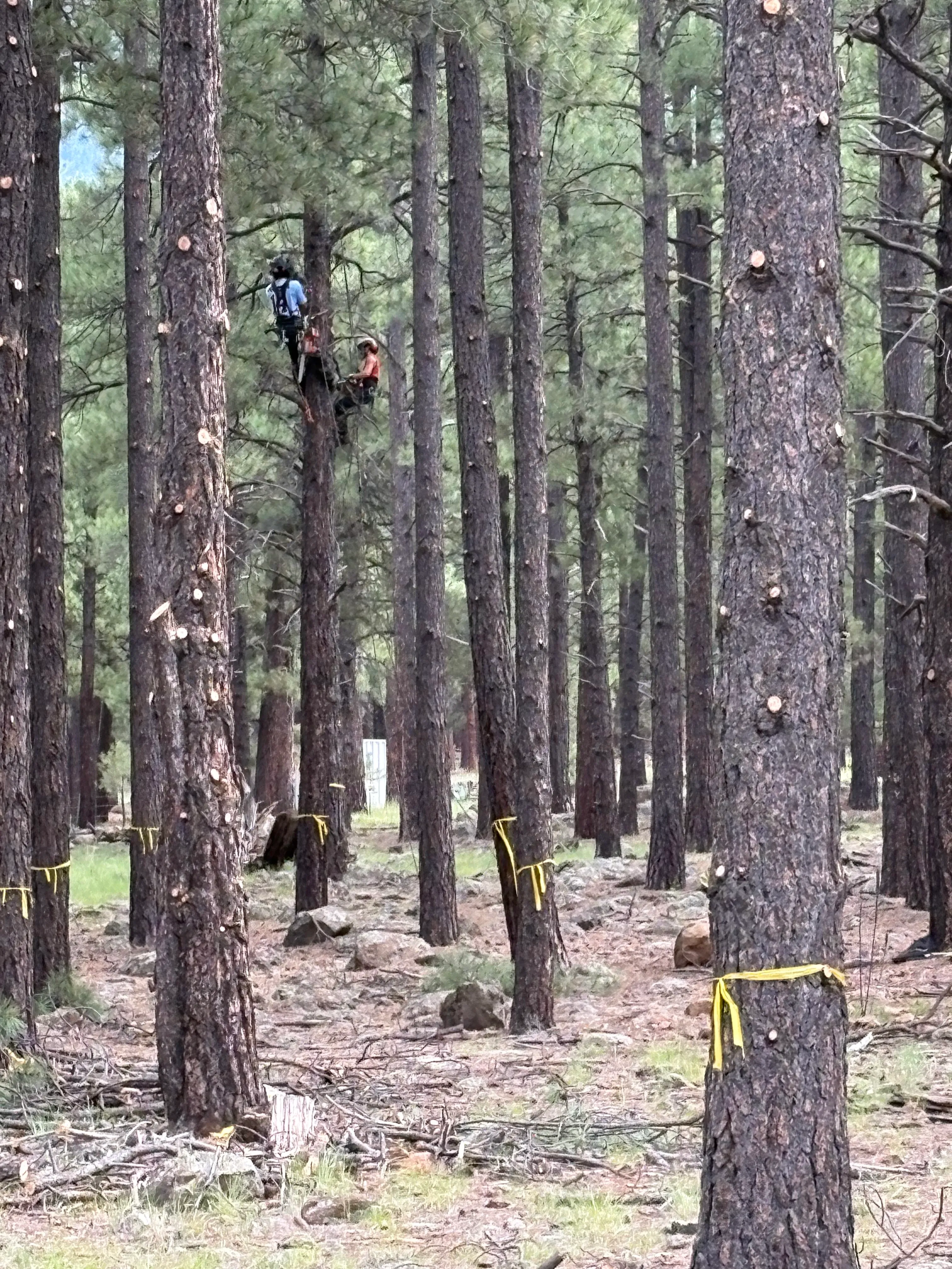 Deadwooding a stand of pines