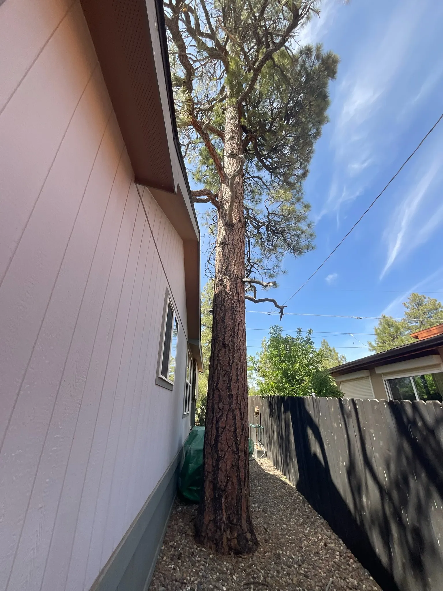 Tree Removal — before