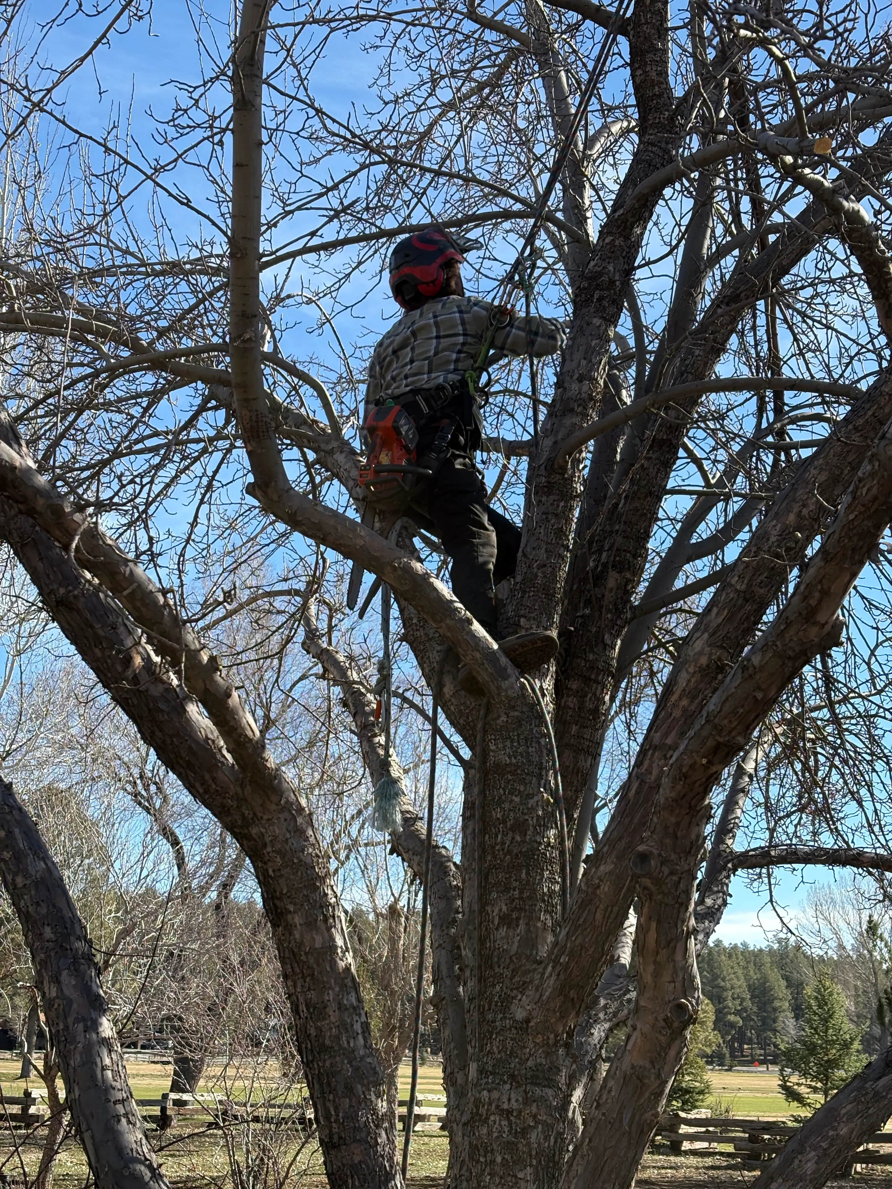 Trimming & Pruning 1