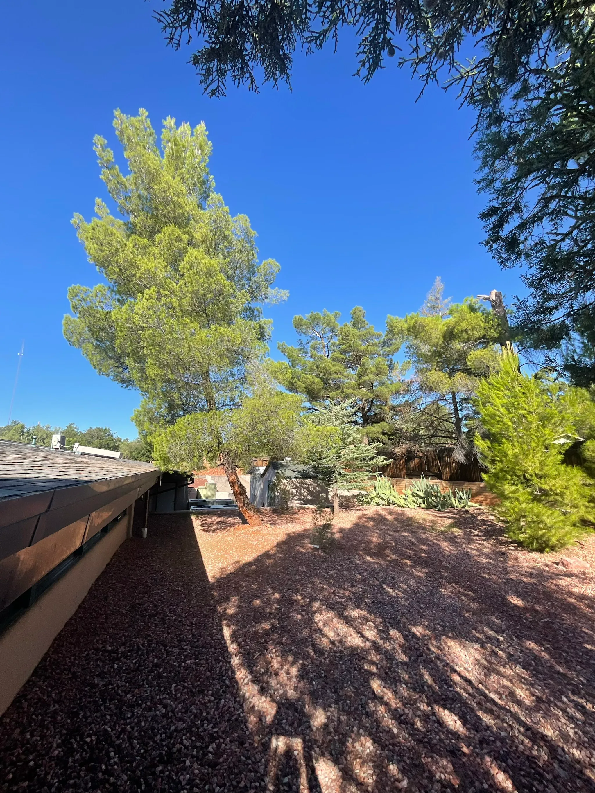 A pine leaning toward the building